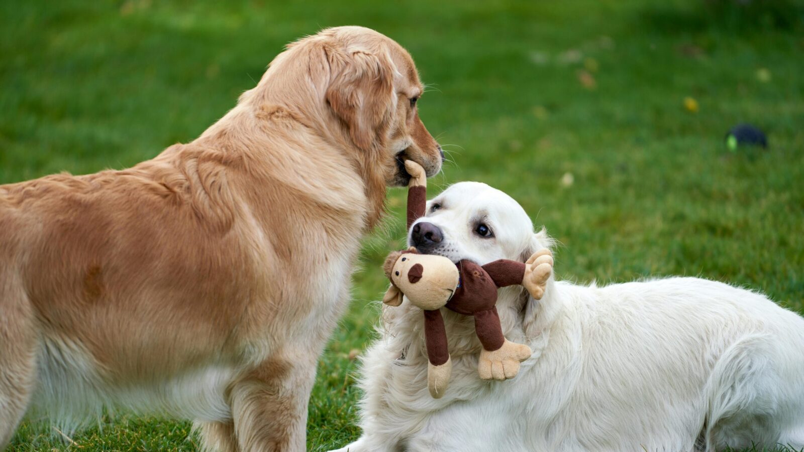 Two golden retrievers playing with a plush toy on the grass in a playful outdoor moment.