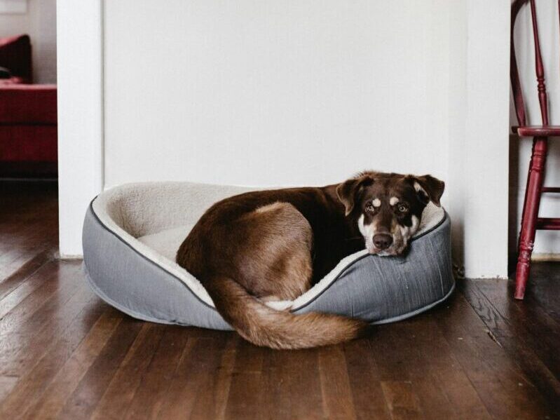 Adorable brown dog resting in a cozy bed on a hardwood floor indoors.