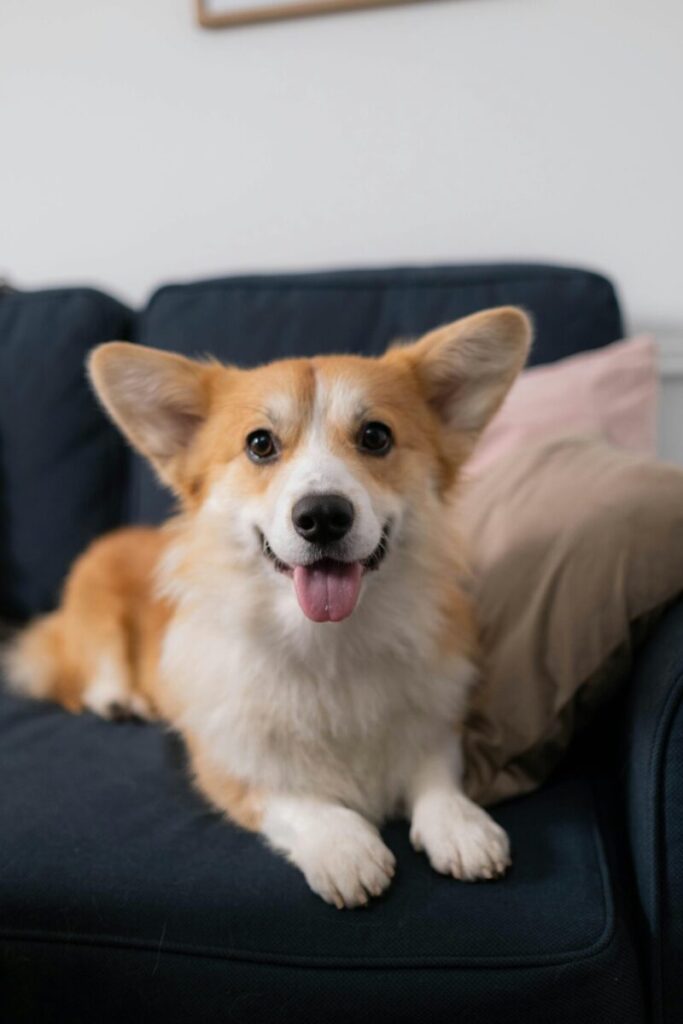 Happy corgi dog with tongue out, sitting on a cozy couch indoors.
