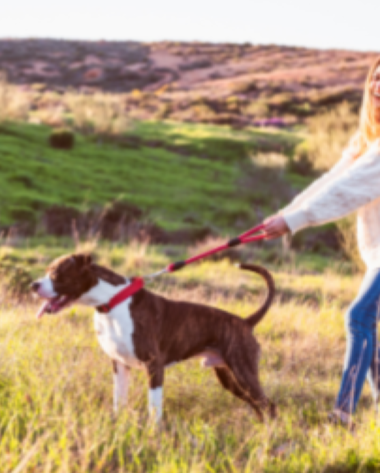 Adorable border collie dog standing playfully in a white bathtub indoors.